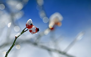 selective focus photo of red-and-white flower bud